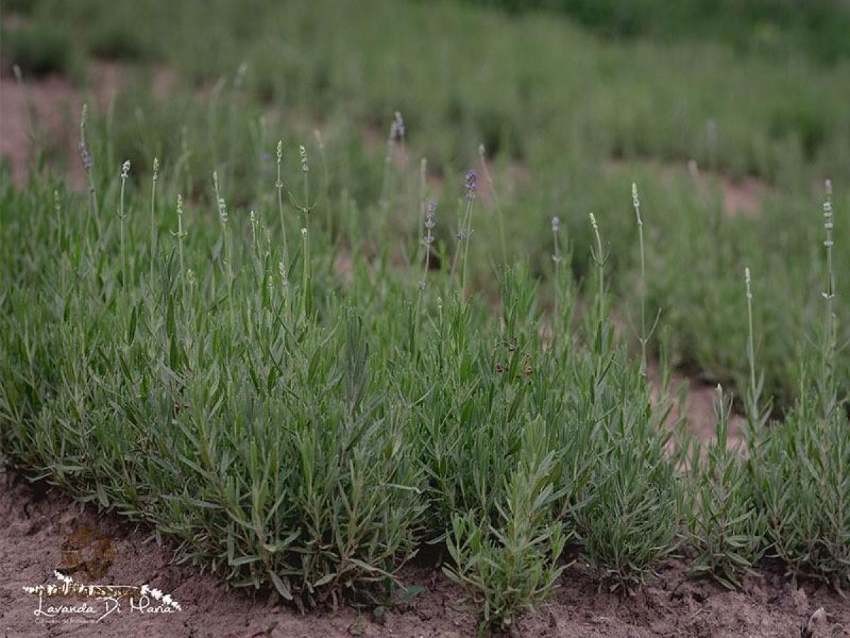 Butasi de Lavanda Di Maria